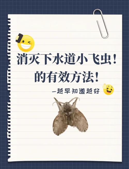 如何殺死飛曱甴?有效殲滅居家蟑螂的終極攻略 3 如何殺死飛曱甴