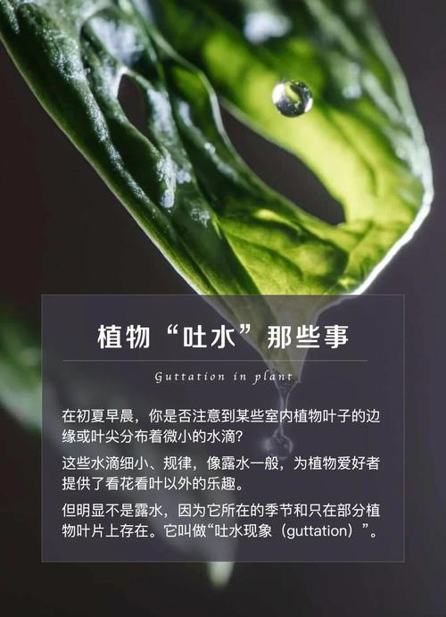 植物如何吸水