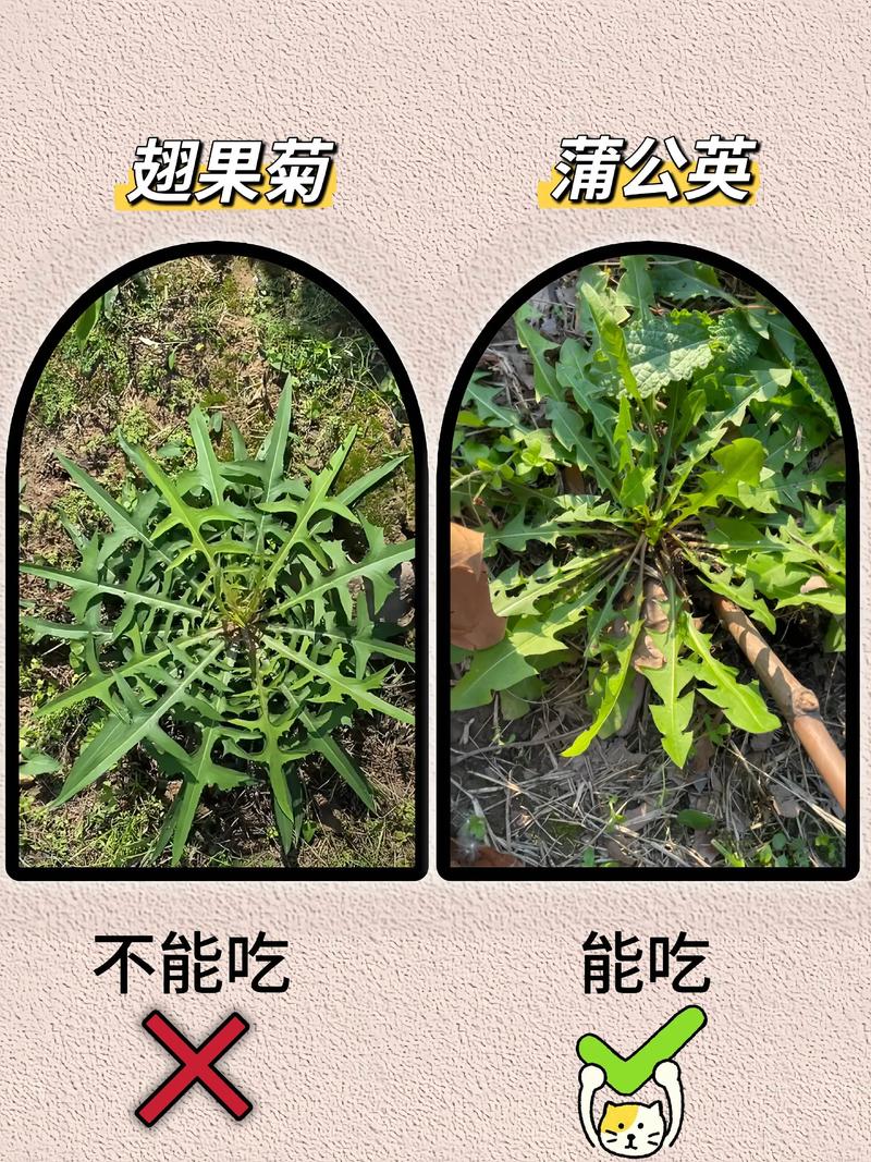 什麼人不能吃芽菜