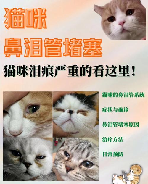 貓咪鼻屎怎麼清
