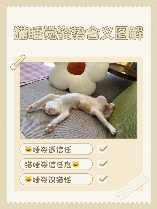貓咪睡哪裡