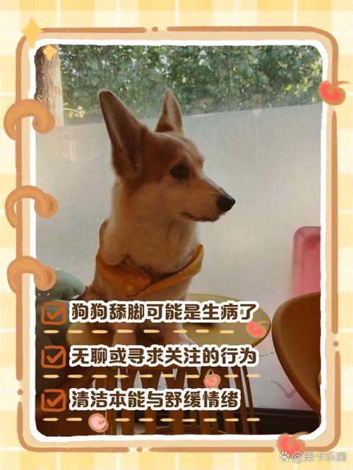 狗為什麼一直舔自己的腳