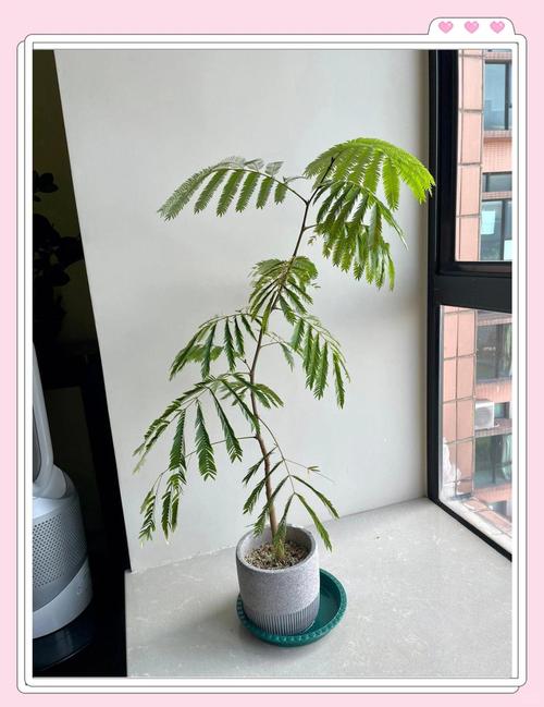 小豆樹要用什麼土?打造黃金比例,讓小豆樹頭好壯壯! 1 小豆樹要用什麼土