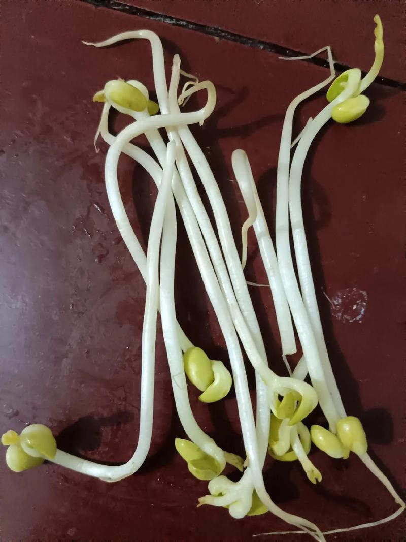 豆芽菜變黃的學問:從原因解析到鮮脆保存秘訣,輕鬆避免浪費 3 豆芽菜變黃