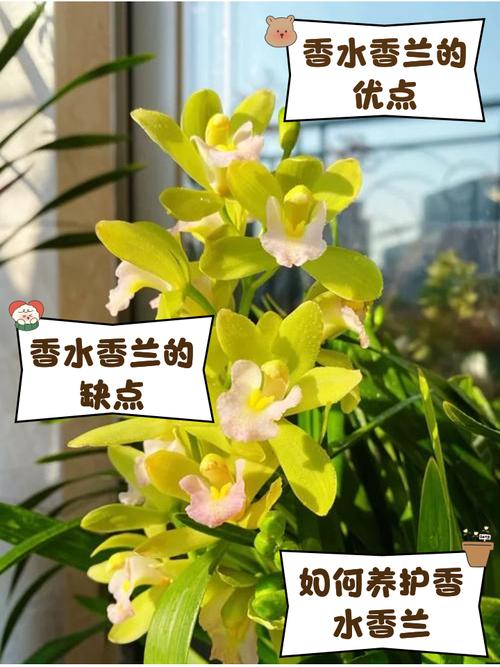 香蘭好種嗎