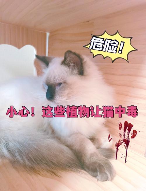 貓咪不能碰什麼花