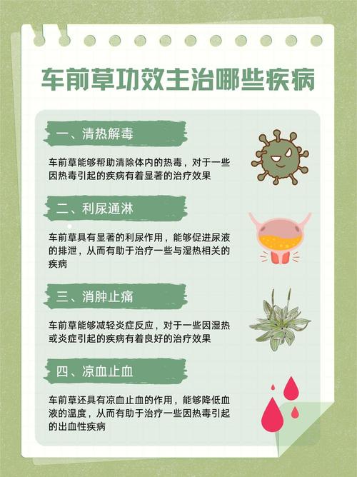 車前草吃了有什麼作用?解析這種常見路邊草的驚人功效與食用宜忌 3 車前草吃了有什麼作用