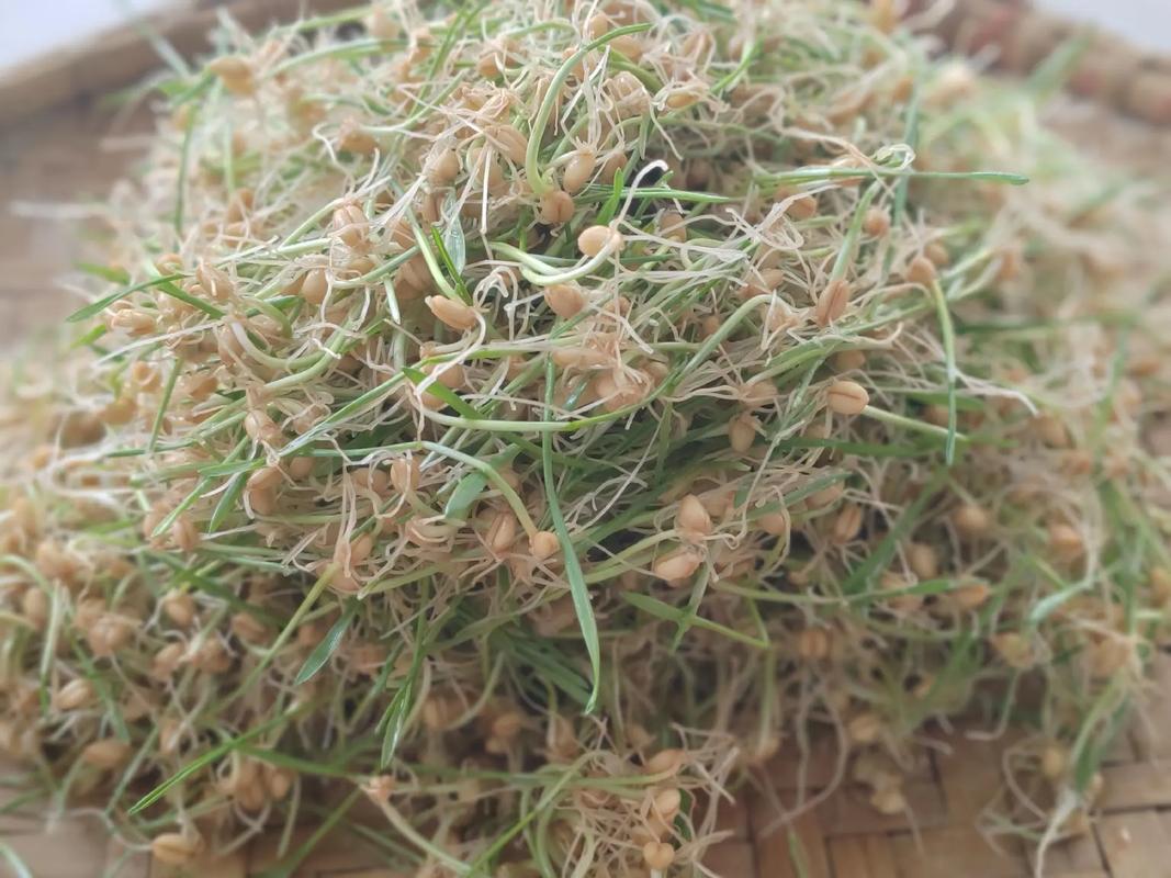 麥芽糖跟水麥芽一樣嗎?解開兩者的真實關係與應用學問 1 麥芽糖跟水麥芽一樣嗎