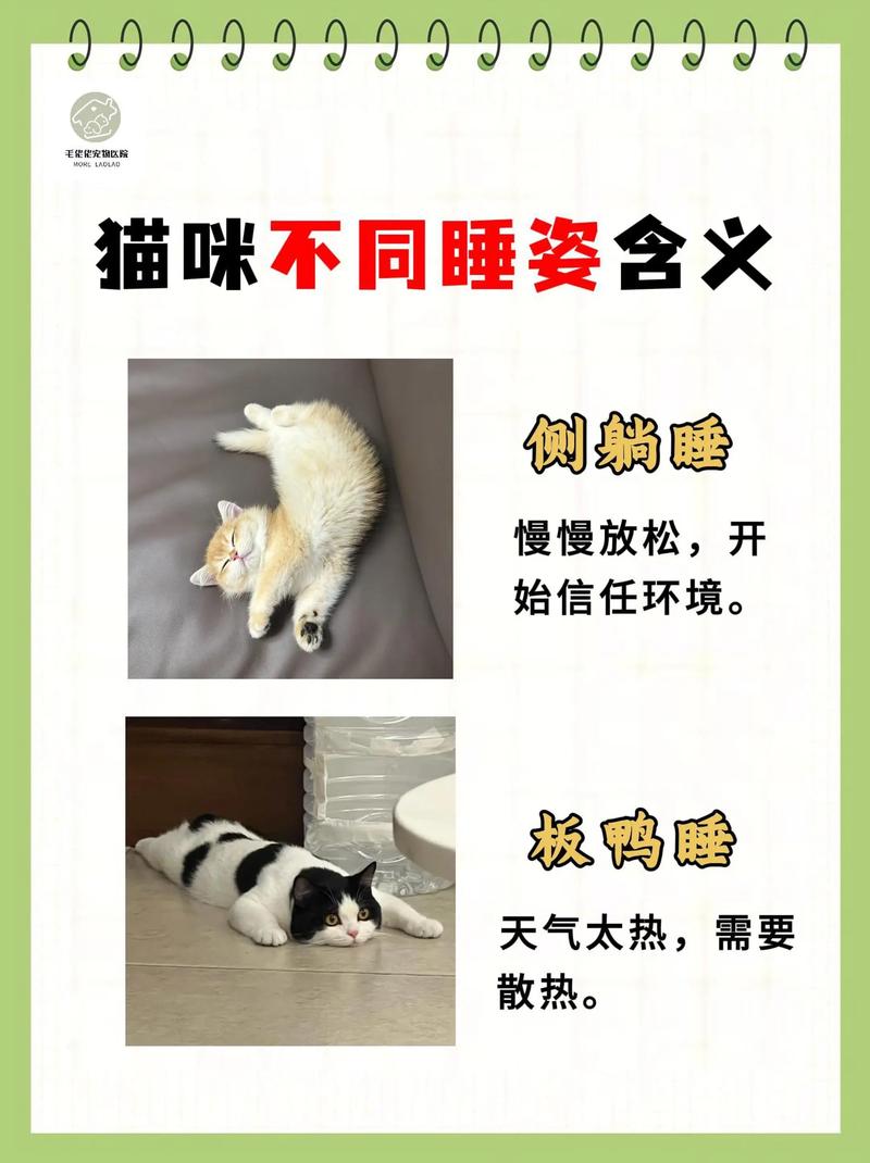 貓咪一天可以睡多久