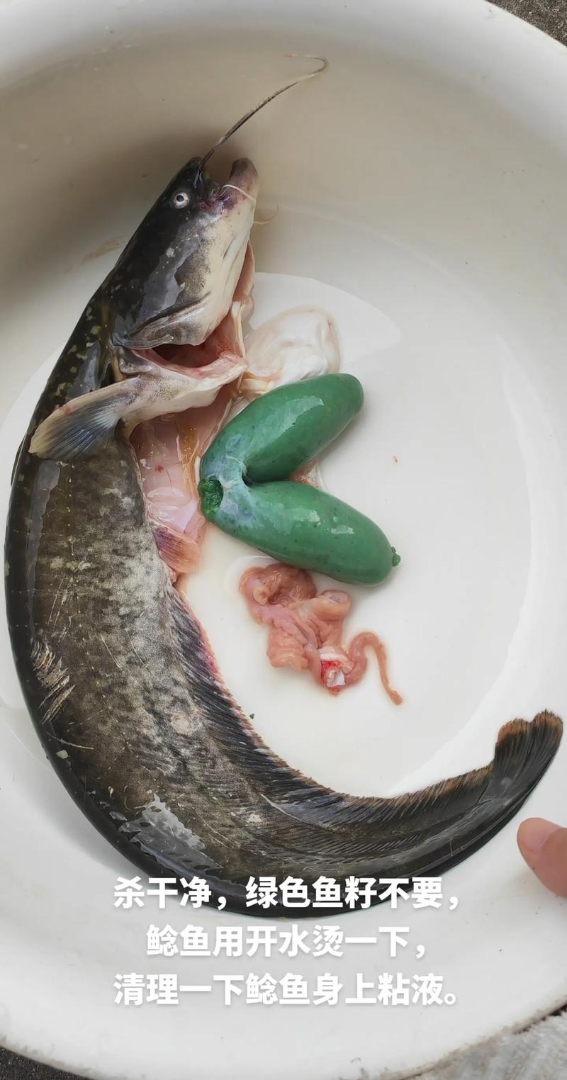 鯰魚補什麼:不只美味,更是營養的寶藏,完整解析你該知道的一切! 3 鯰魚補什麼