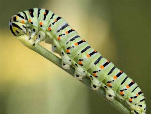 什麼動物沒有神經