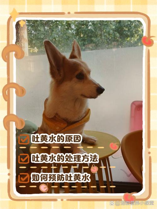 狗狗可以空腹多久