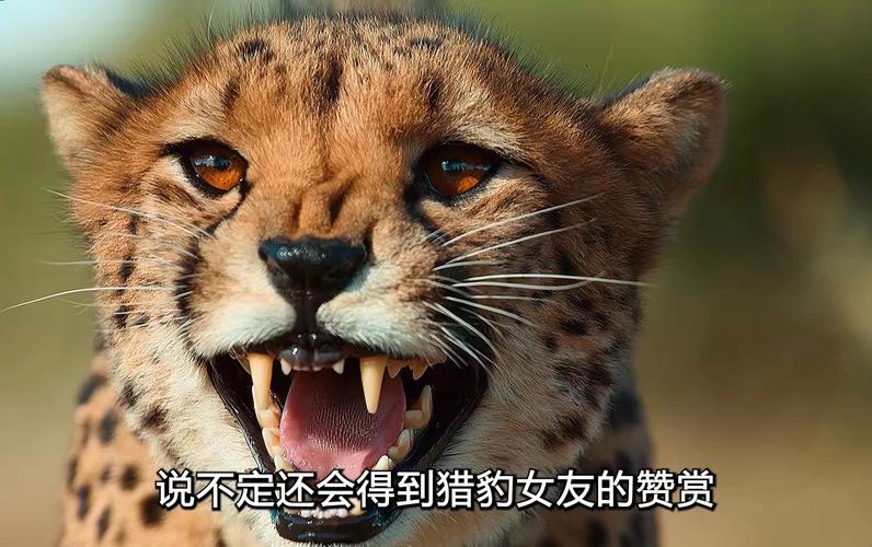 紐西蘭有豹嗎
