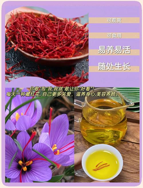 番紅花如何使用