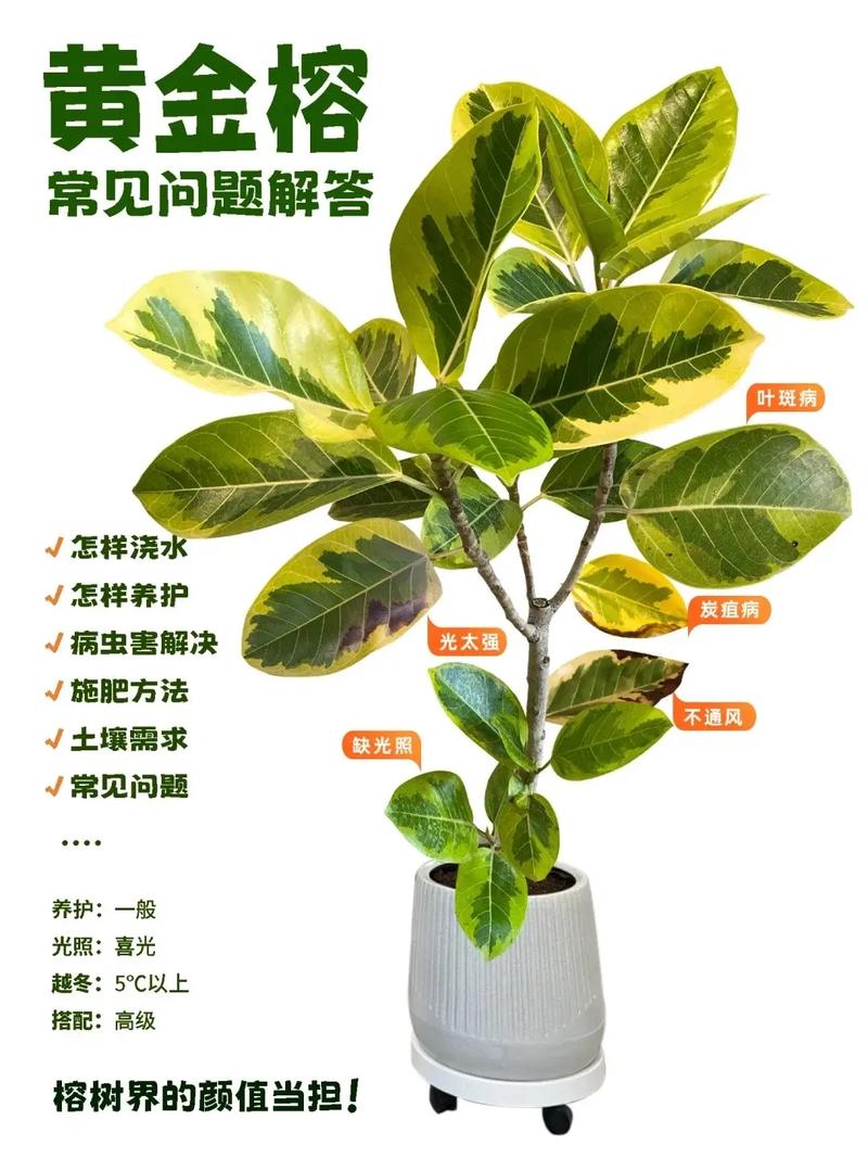 榕樹葉有毒嗎