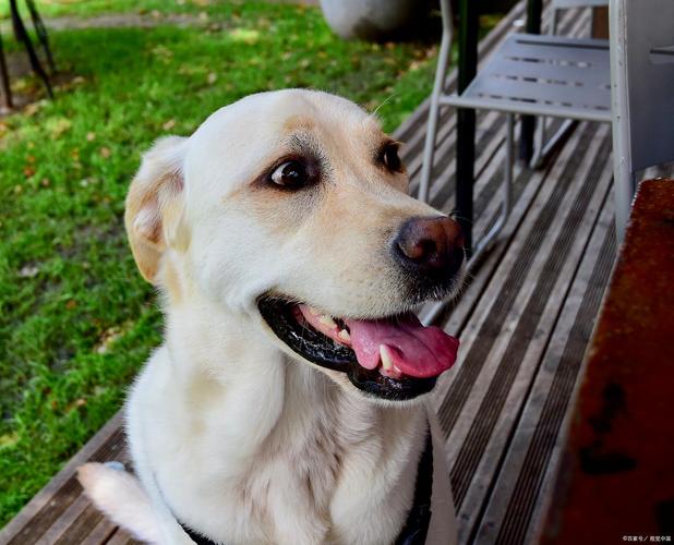 狗可以吃黑椒嗎?聰明飼主必知的飲食安全指南 3 狗可以吃黑椒嗎