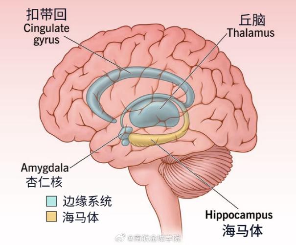 人體大腦顳葉海馬迴的主要功能