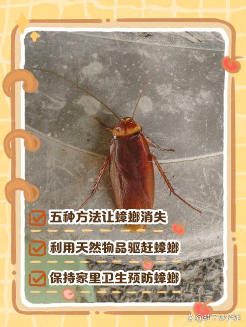怎麼知道房間有沒有蟑螂