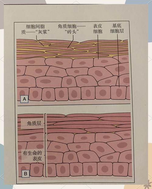 根毛有角質層嗎