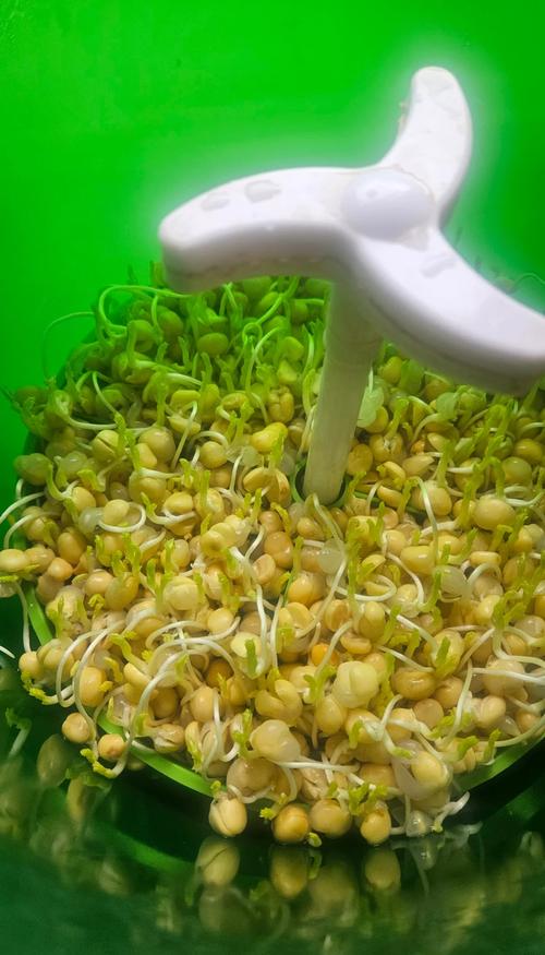 黃豆泡發芽