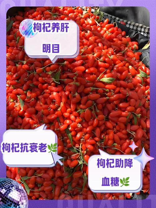 枸杞可以自己種嗎