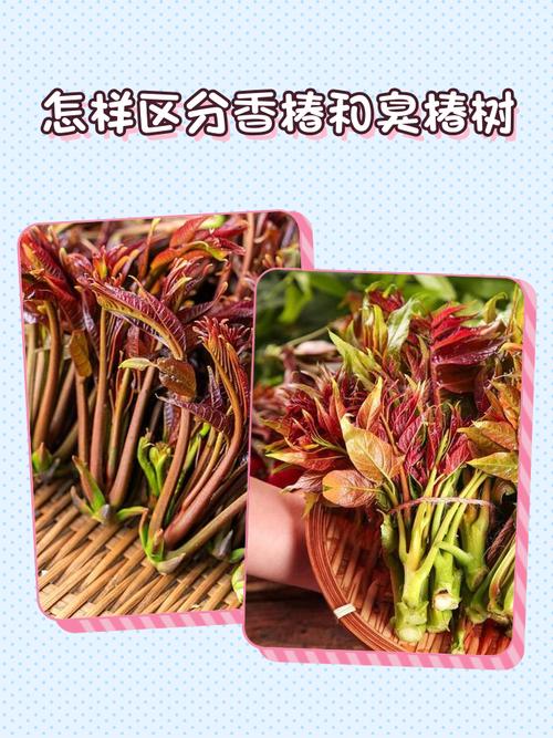 台灣有香椿嗎?解析台灣香椿的現況、栽種與食用指南 1 台灣有香椿嗎