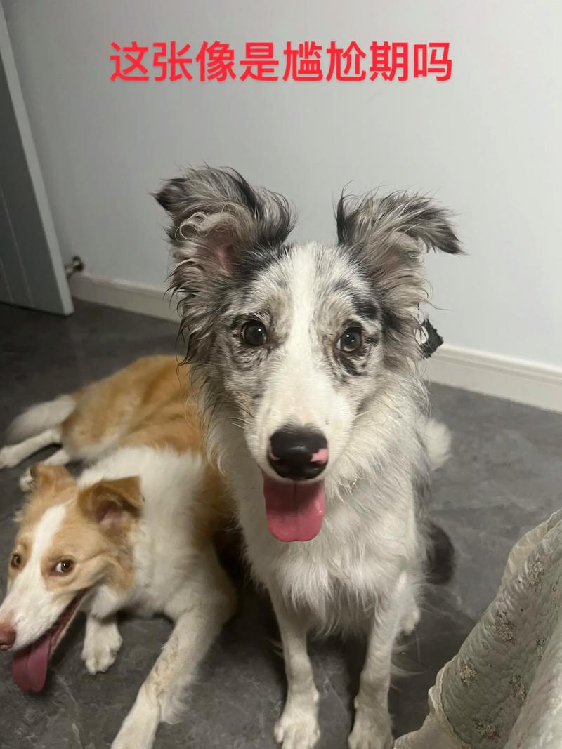 邊境牧羊犬臭嗎