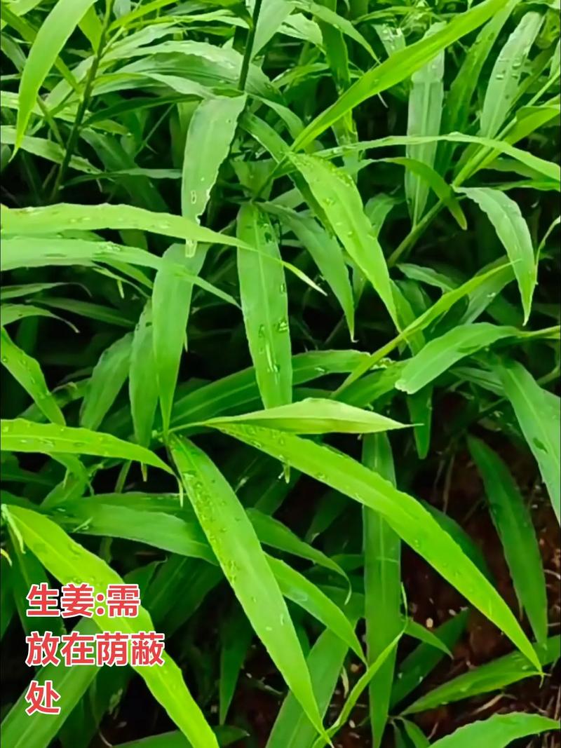 什麼蔬菜不需要陽光