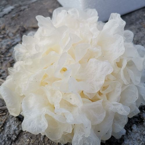 新鮮白木耳可以冷凍保存嗎?這樣做,美味不打折! 1 新鮮白木耳可以冷凍保存嗎