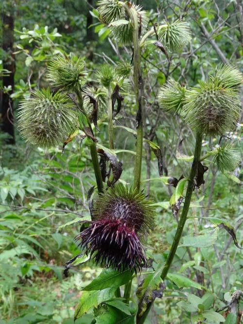 牛蒡是哪一個部位