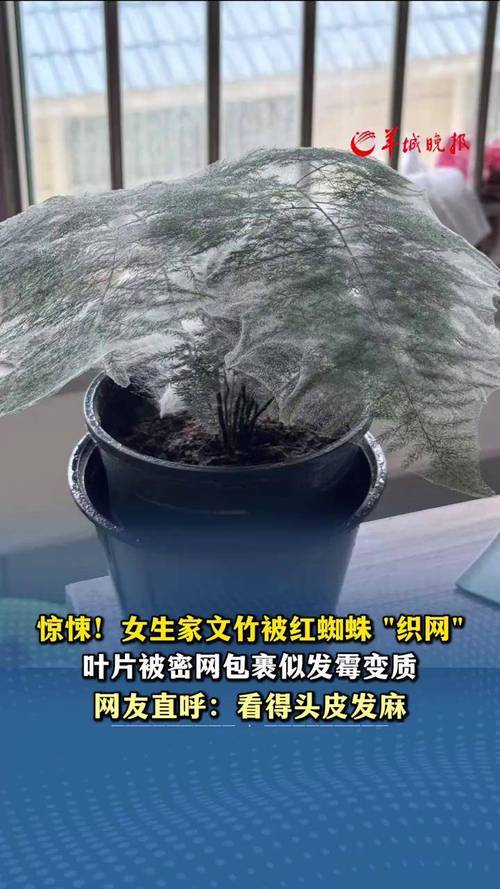 文竹會有蟲嗎?常見蟲害辨識與居家防治全攻略 1 文竹會有蟲嗎