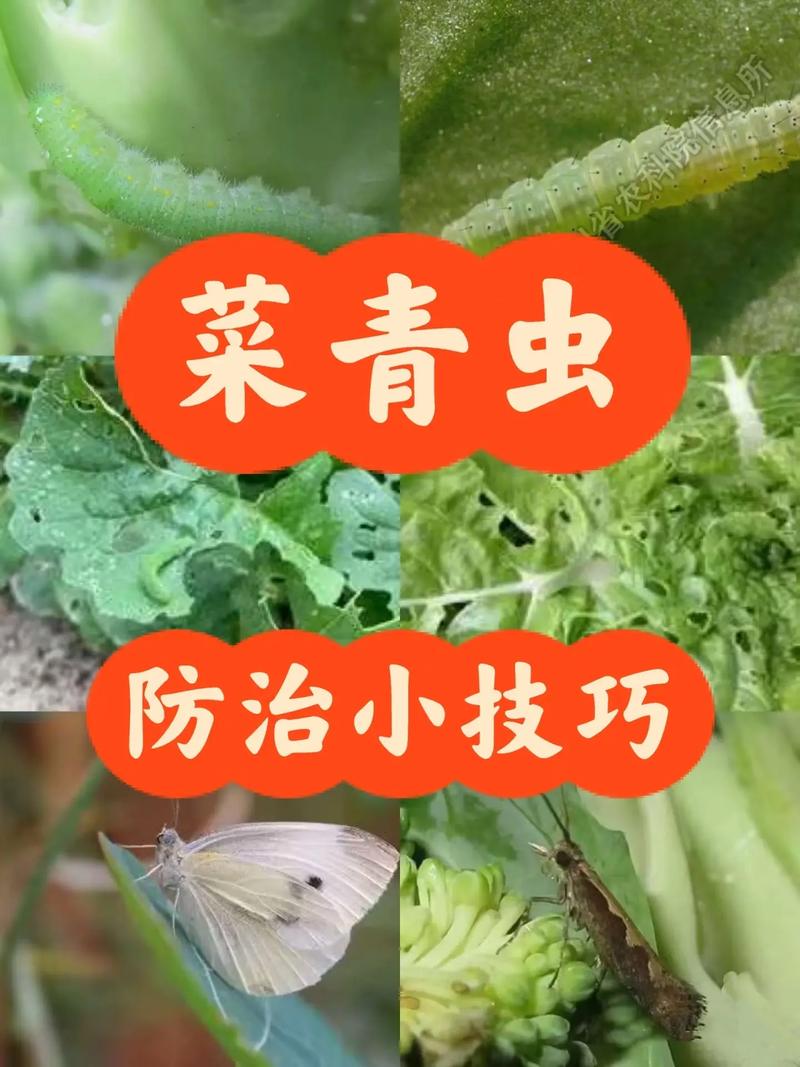什麼菜不長蟲