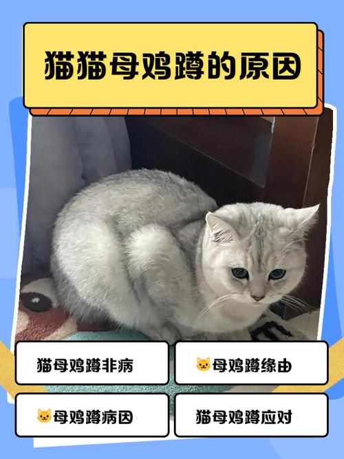 貓可以吃雞內臟嗎