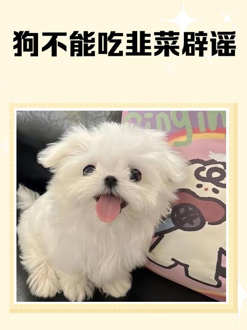 狗狗可以食蔥嗎?解開蔥蒜對毛孩的潛在毒性迷思,給您最安心的寵愛指南 3 狗狗可以食蔥嗎