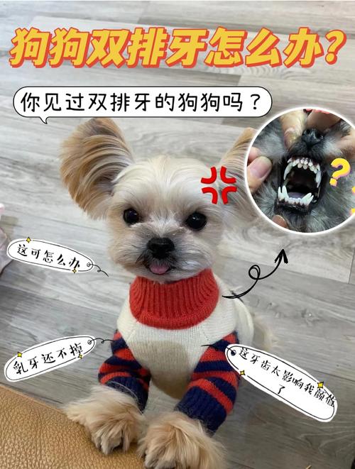 為什麼狗不會蛀牙