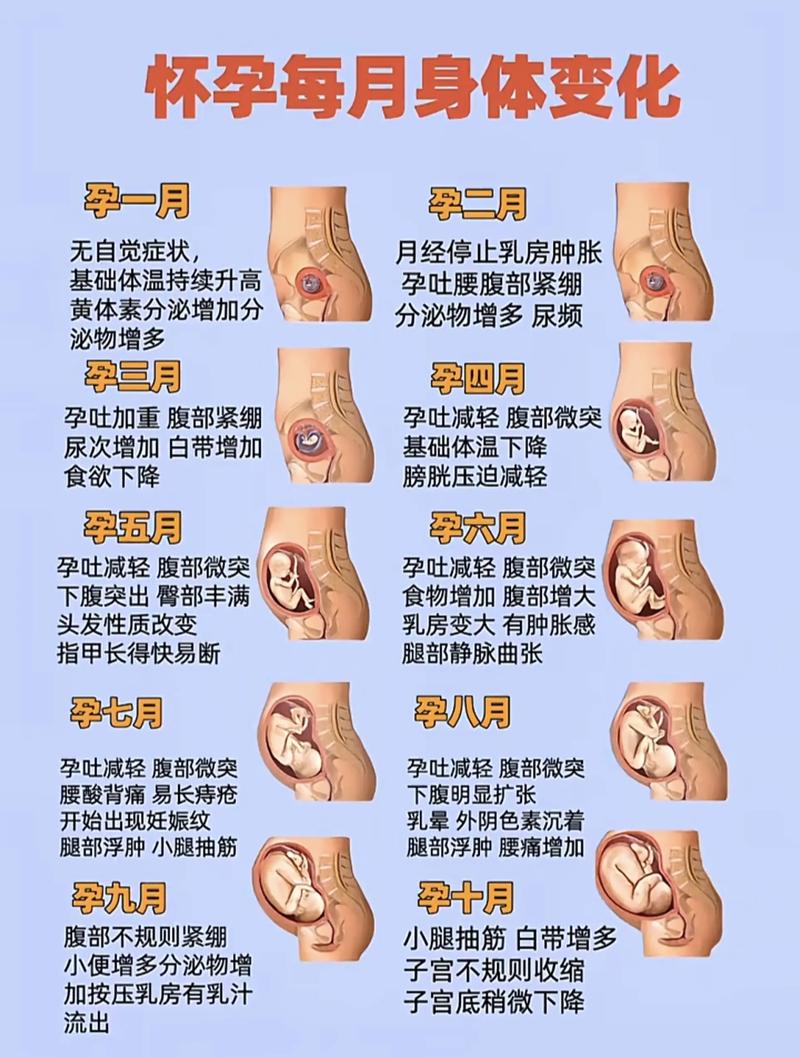 幾個月肚子開始變大