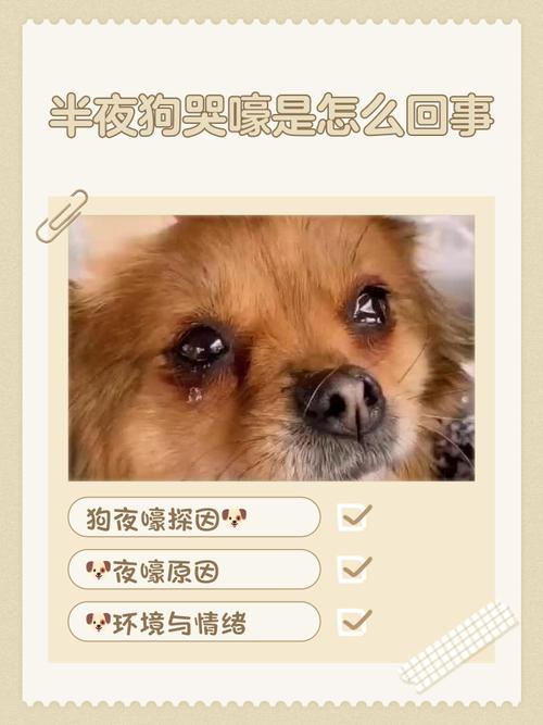 狗為什麼嚶嚶叫