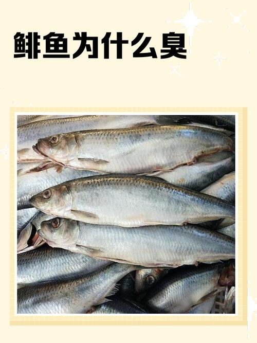 鮪魚可以每天吃嗎
