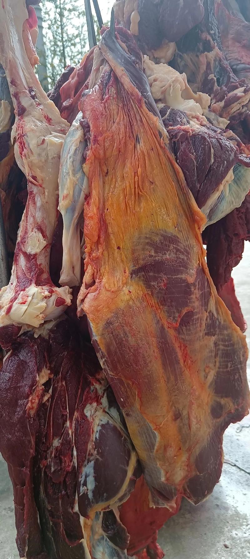 9個月可以吃牛肉嗎