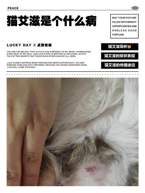 貓咪驗愛滋多少錢?專業解答貓愛滋篩檢費用、時機與注意事項 1 貓咪驗愛滋多少錢