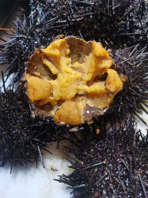 為什麼海膽貴
