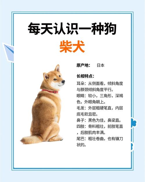 柴犬要怎麼養