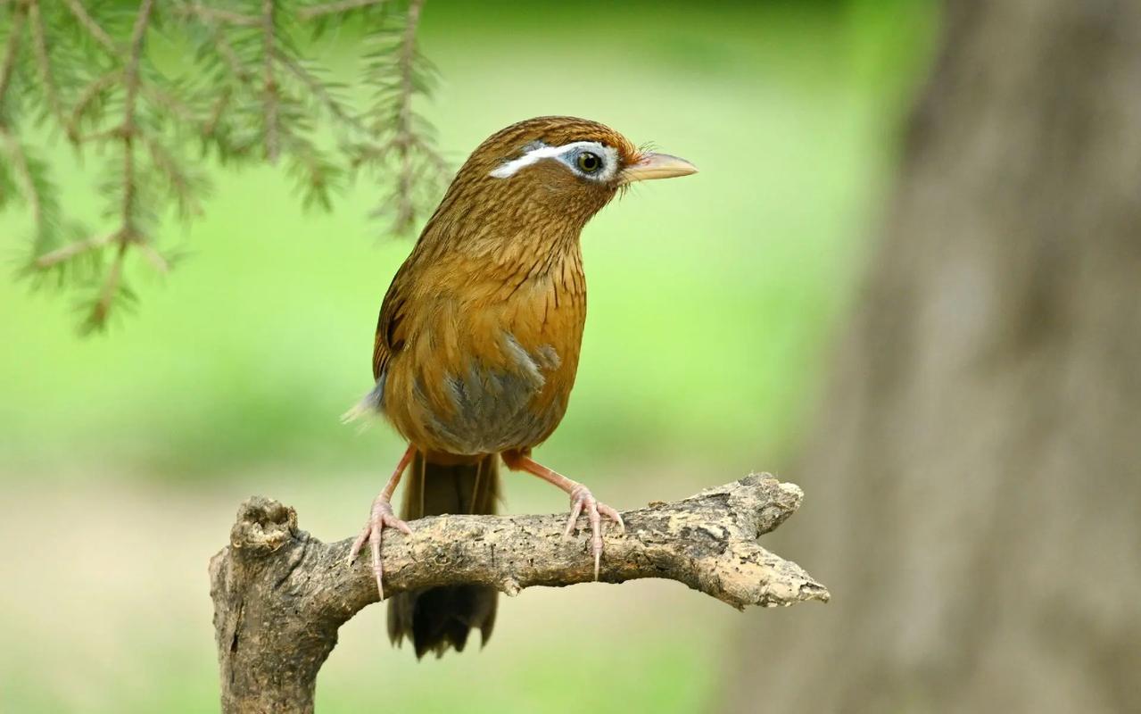 畫眉意思:鳥鳴的奧秘與生命哲學的細語 3 畫眉意思
