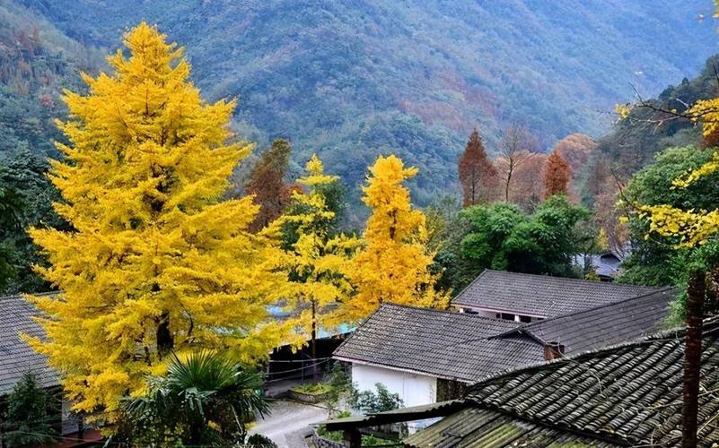 大坪林為什麼叫大坪林