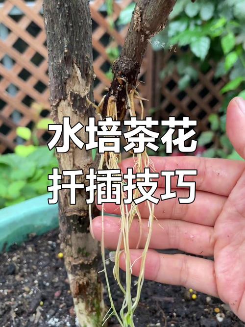 茶樹盆栽如何照顧