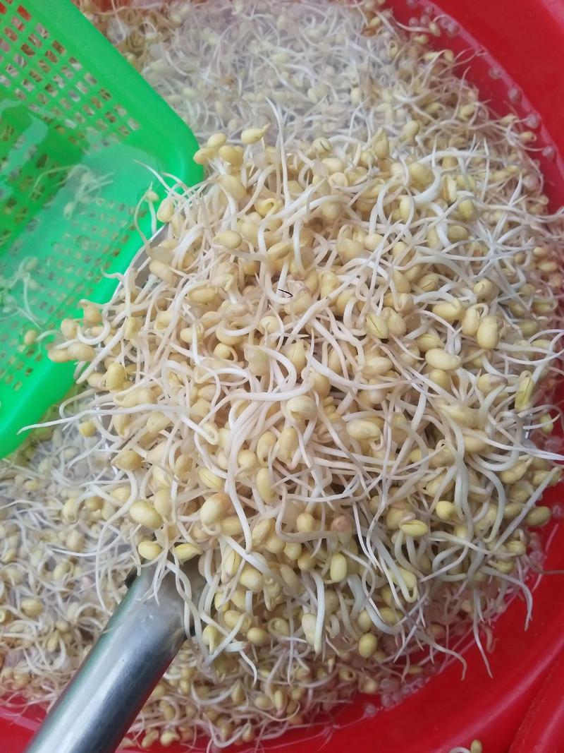 黃豆芽菜可以生吃嗎