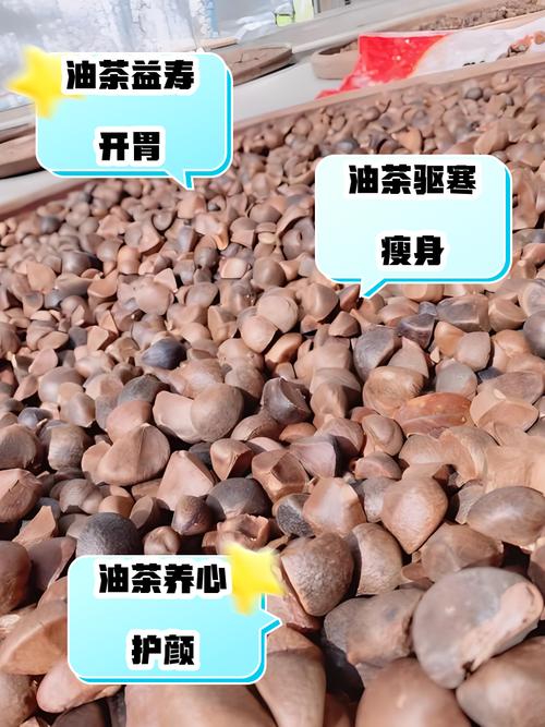 苦茶油好壞怎麼分辨