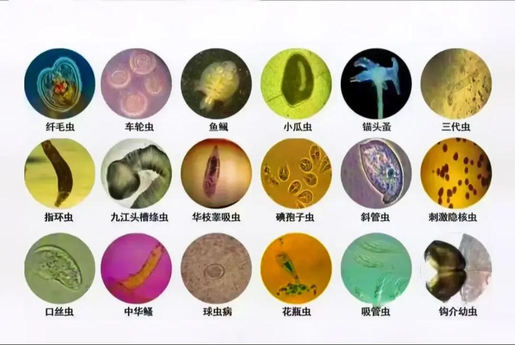 海水魚會有寄生蟲嗎?深入解析寄生蟲種類、預防與處理之道 1 海水魚會有寄生蟲嗎