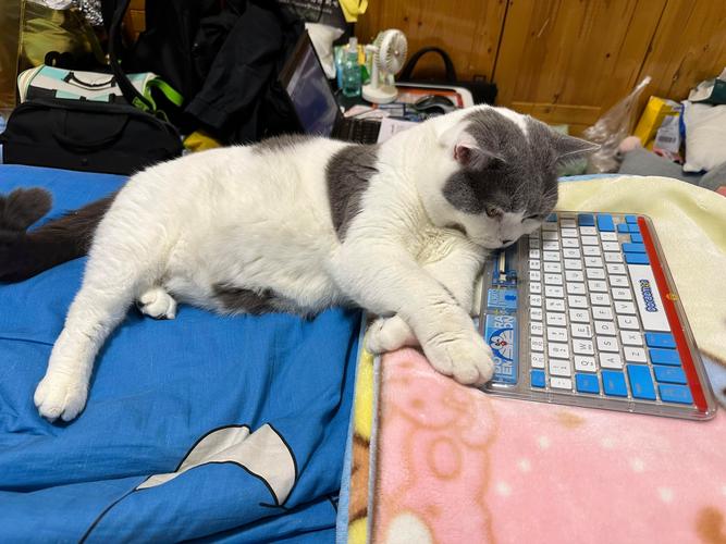 為什麼貓喜歡躺在書上