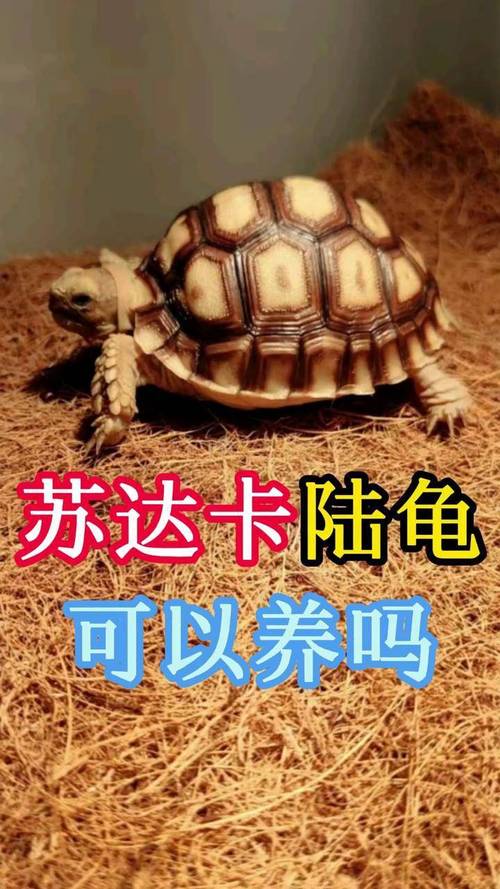 蘇卡達會變大隻嗎
